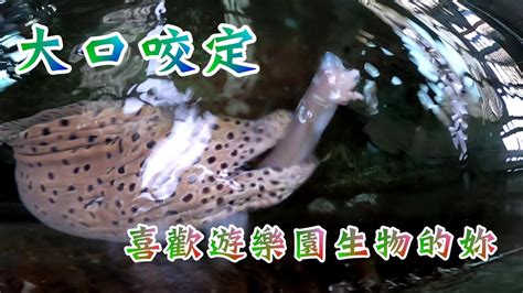 震坤水族|阿坤的水族遊樂園